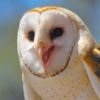 barnowl85